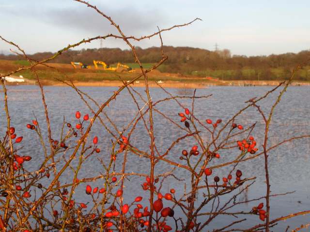 CH Dinosaurs and Berries