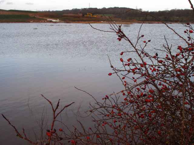 CHWaterscape Berries