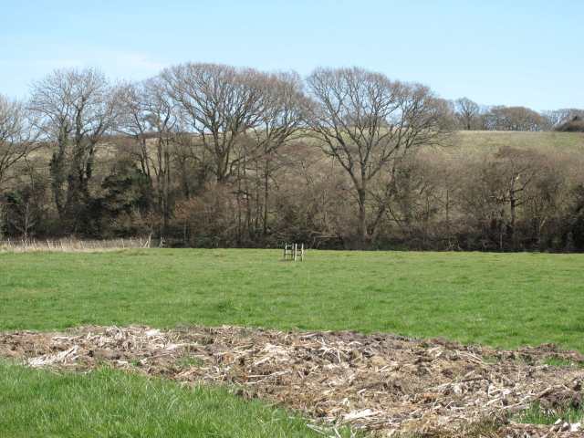 TREES ALONG DECOY STREAM, MEADOW BEHIND/GREYLAG GOOSE BY 'LITTLE BOG ANCIENT WOODLAND/ TODAY'S SCENE OF THE DECOY STREAM VALLEY